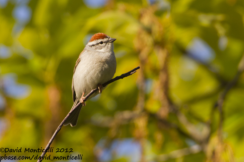 Chipping Sparrow (Spizella passerina)_Annapolis