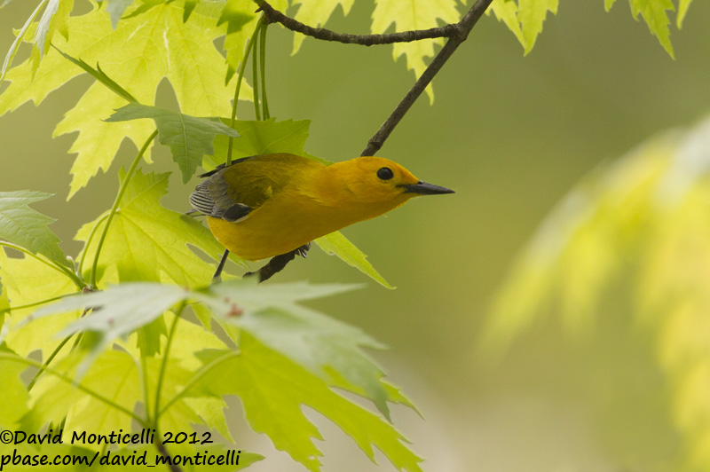 Prothonotary Warbler (Protonotaria citrea)_Annapolis
