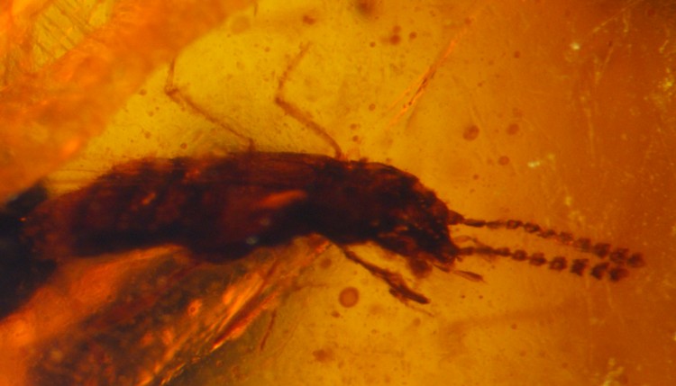 Rove beetle (Coleoptera, Staphylinidae) in Burmese amber, 1.5 mm