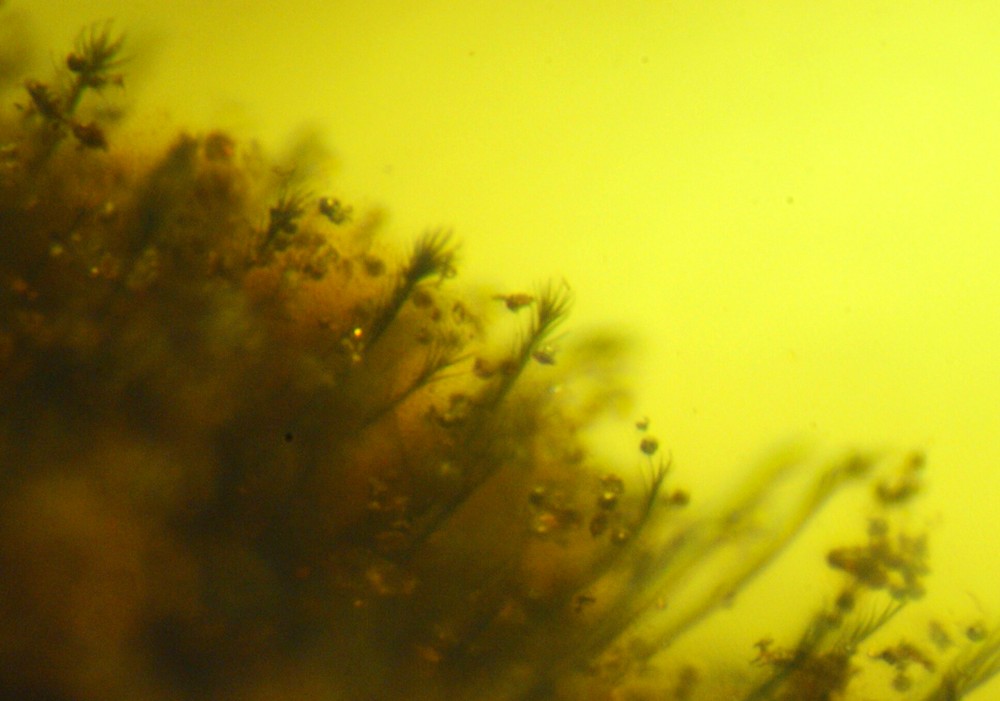 Bee in baltic amber with pollen captured on its limbs.