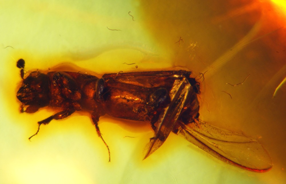 Scolytonema dominicana nematodes caught in their escape from a platypodid beetle host. Dominican amber.