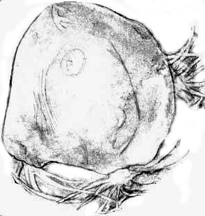 Mazon Anthracomedusa turnbulli drawing 1.jpg