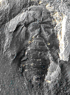 Roachoid nymph from Mazon Creek, Illinois, USA.