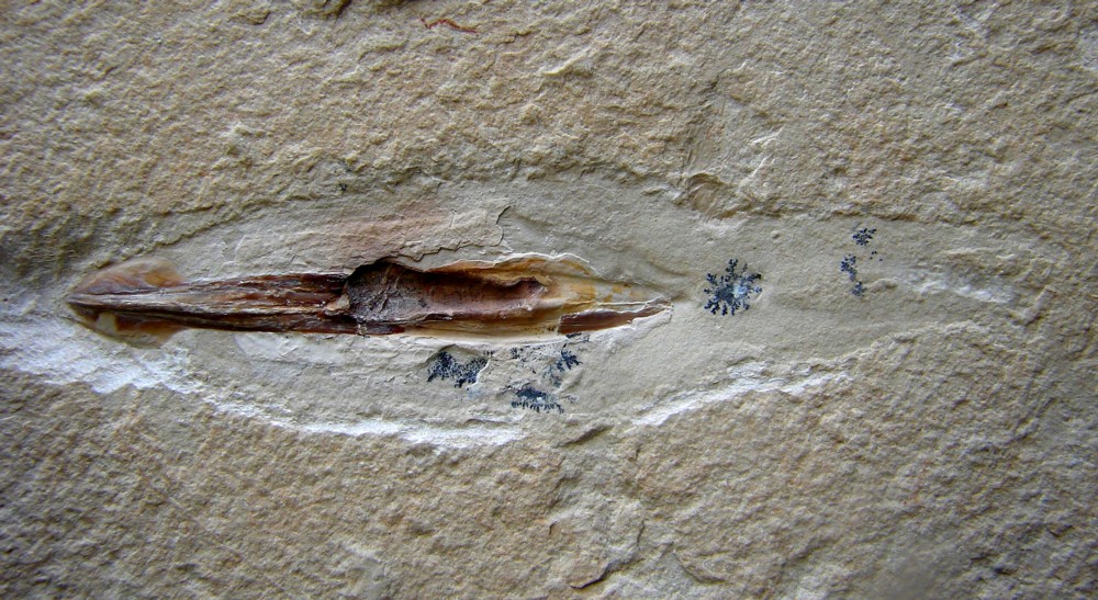 Rachiteuthis donovoni, Hjula, Lebanon