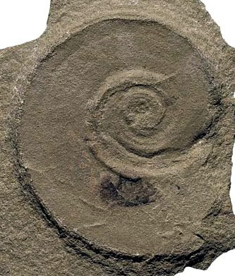 Bear Gulch nautiloid 32 mm, Lower Carboniferous, with jaw visible