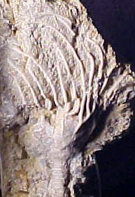 Oklahoma Pararchaeocrinus