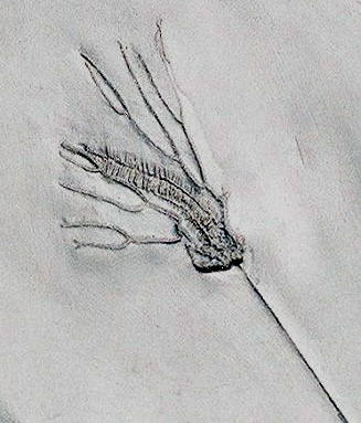 HRS Parisangulocrinus 2.jpg