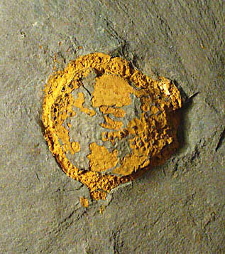 Trochocystites bohemicus Barrande, 1827. 2 cm cinctan carpoid. Middle Cambrian, Jince Formation. Czech Republic
