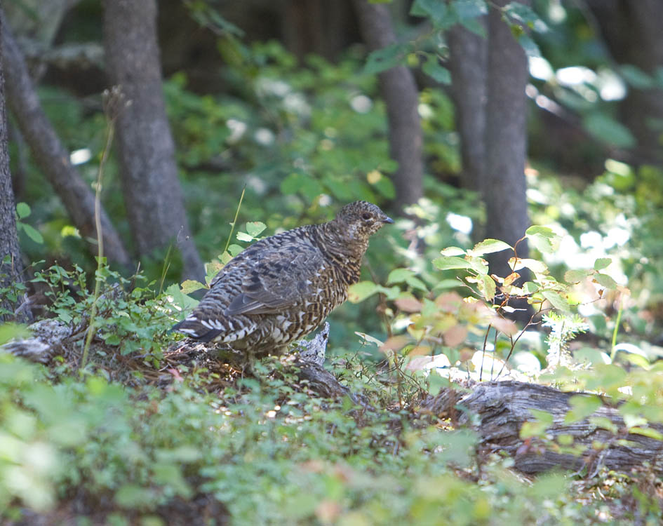 Spruce Grouse