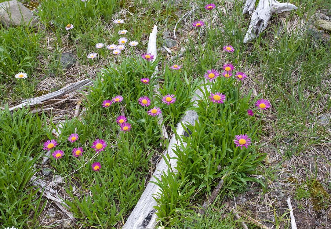 Erigeron peregrinus ssp. callianthemus v. angustifolius  (=E.p.ssp c.var.callianthemus) Subalpine fleabane