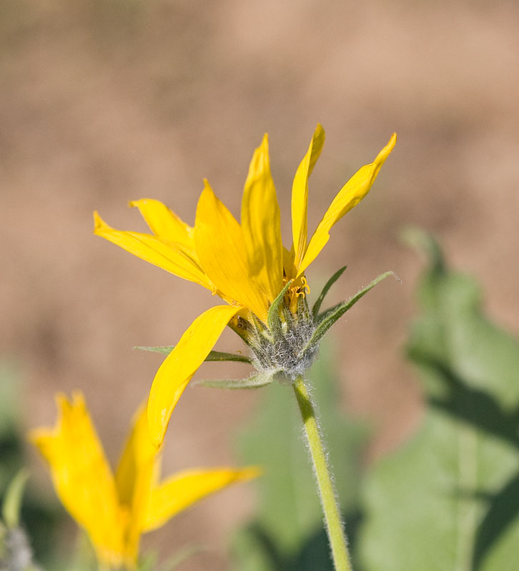 Balsamorhiza sagittata  Arrowleaf balsamroot