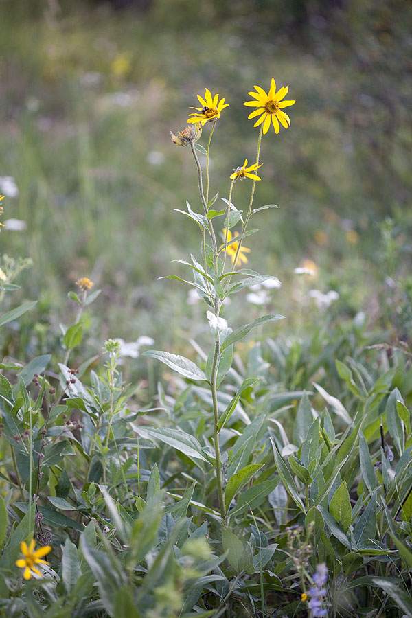 Helianthella uniflora v. douglasii  False sunflower 