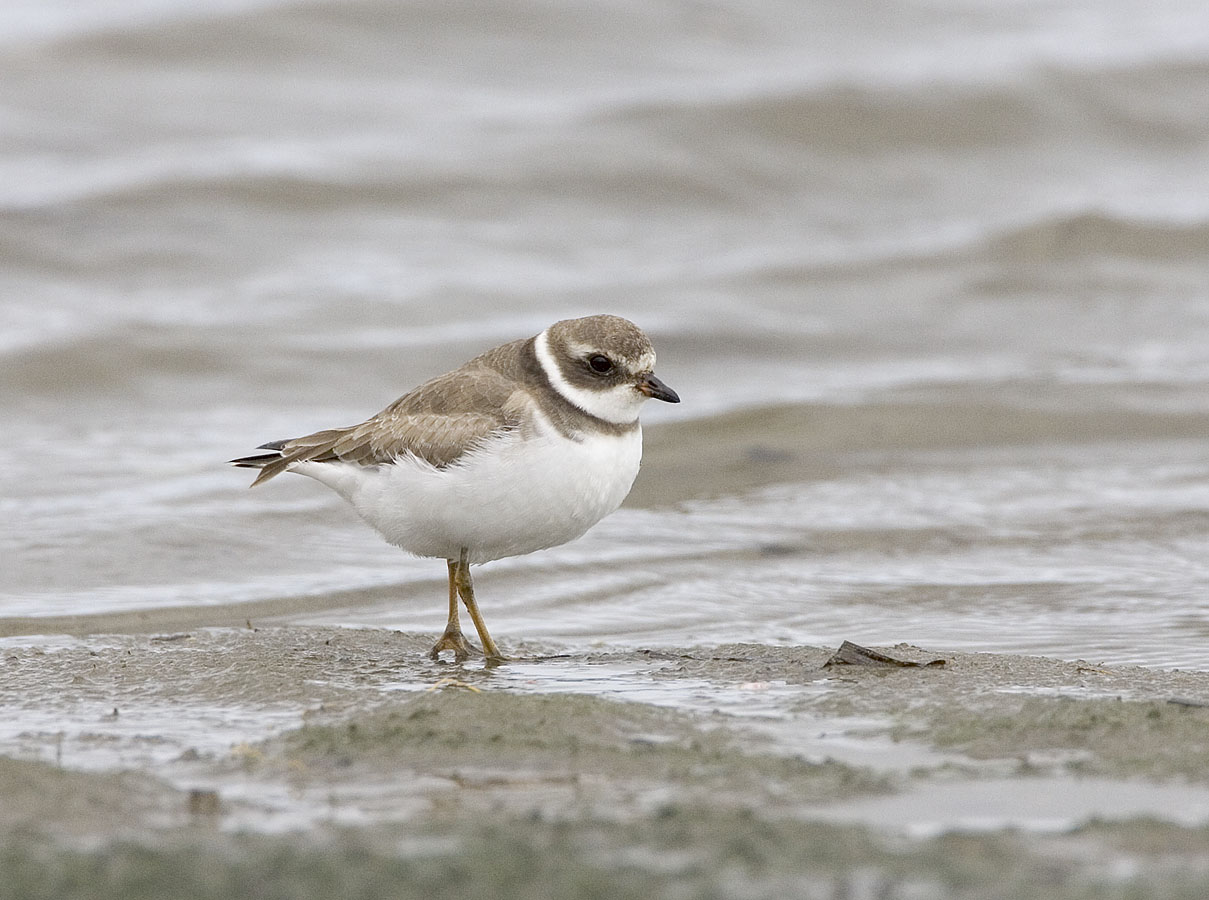 Semipalmated plover