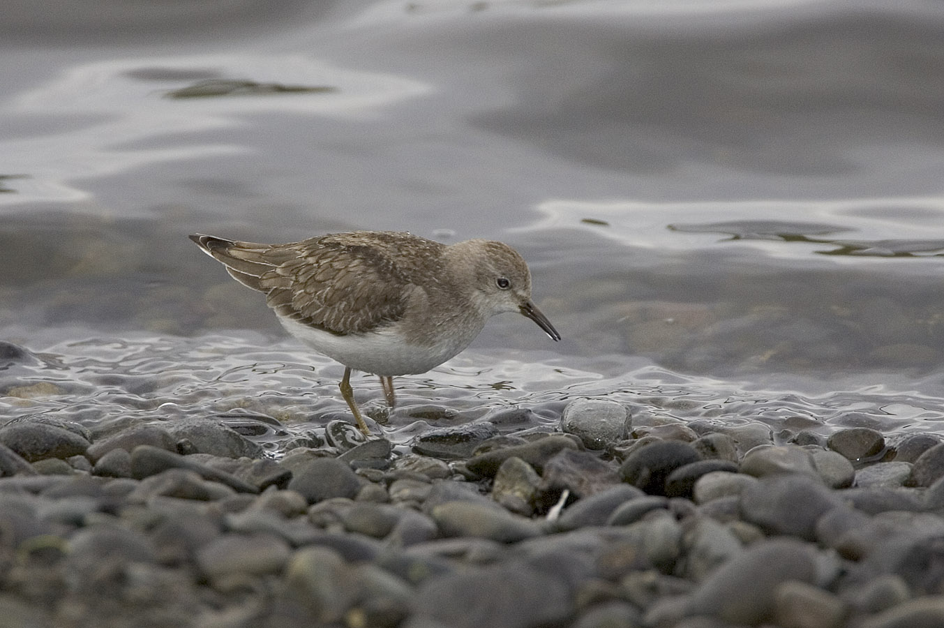 Temmincks Stint