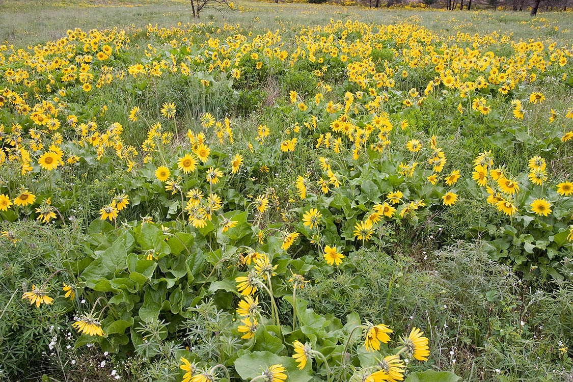 Puget balsamroot