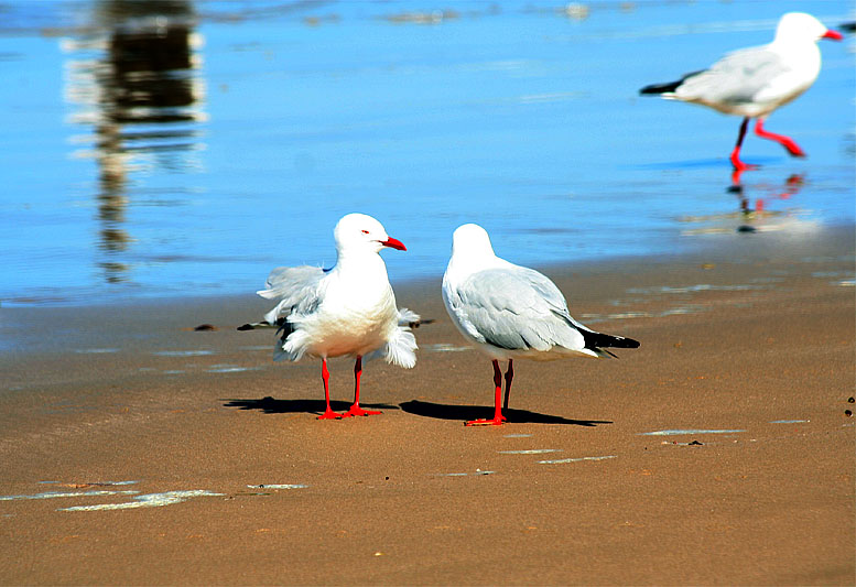 # 24 ~ Red Feet