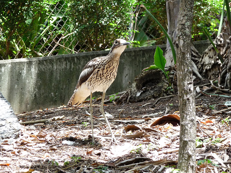 Bush Stone-curlew