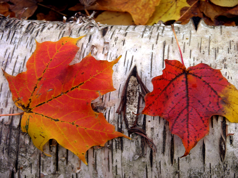 Red Maple Leaves