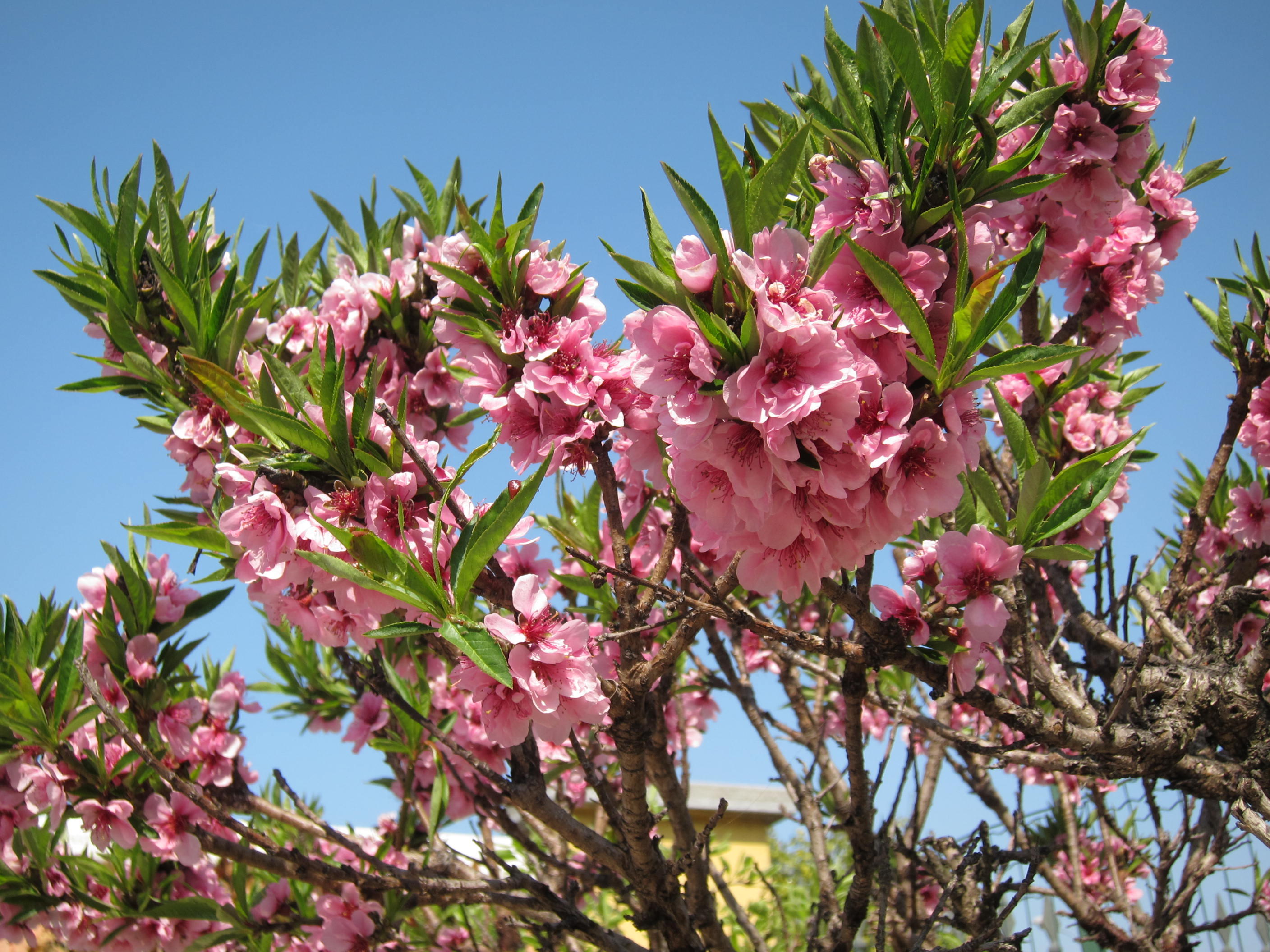 Primavera