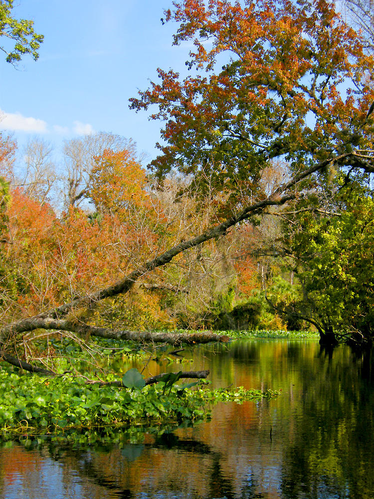 Wekiwa River