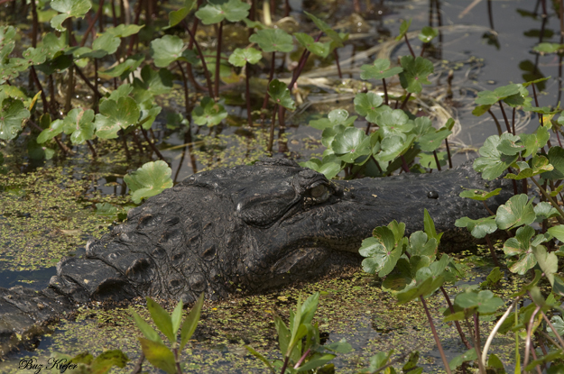 Small Gator