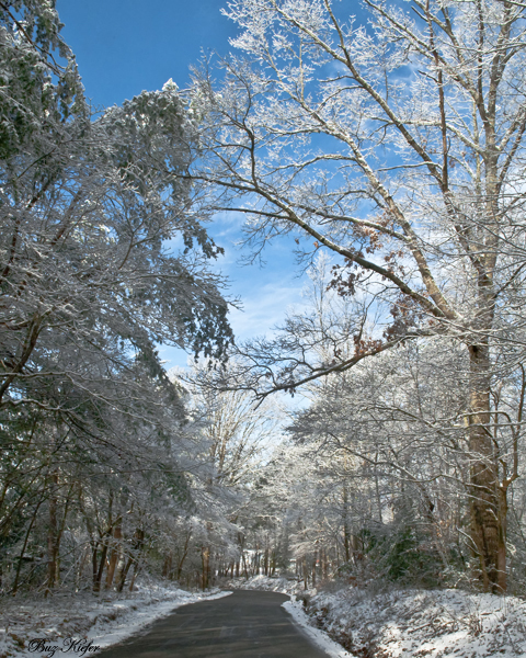 White Oak on a Snowy Day