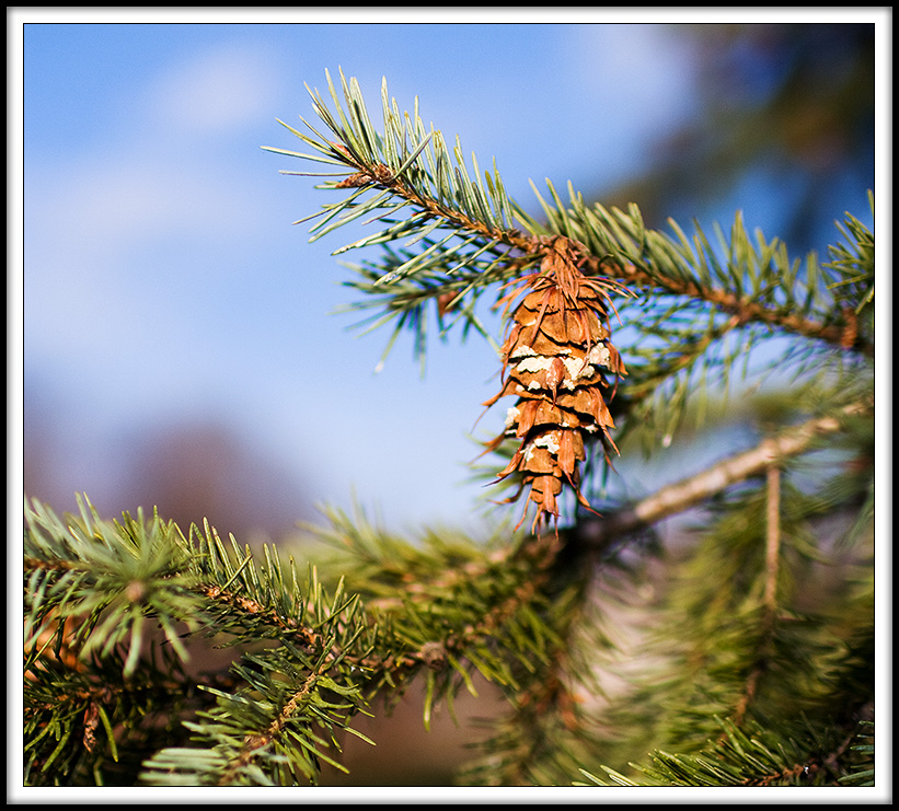 Just a Pine Cone from a Pine Tree