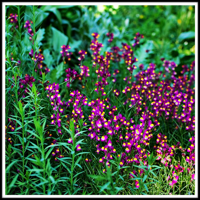 Flowers that Look Like Berries