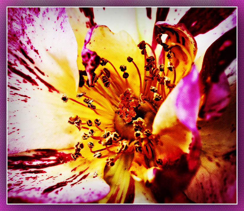 Floral Abstract