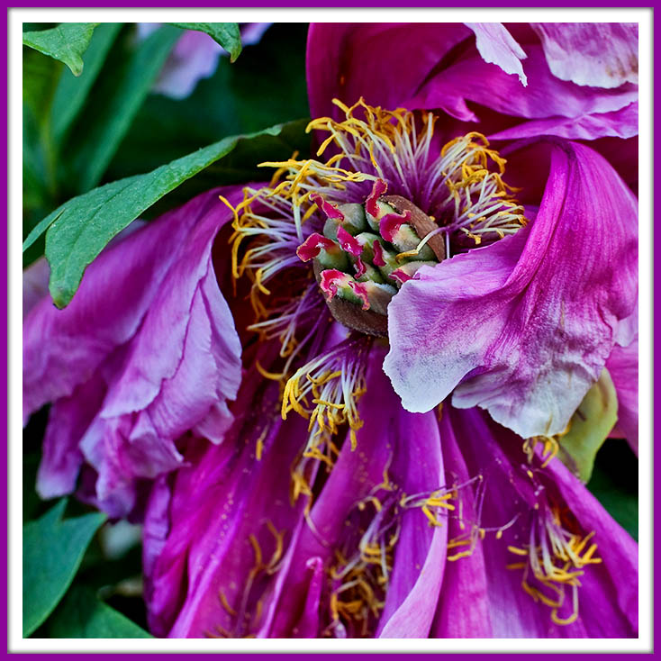 The Floral Queens Bad Hair Day.