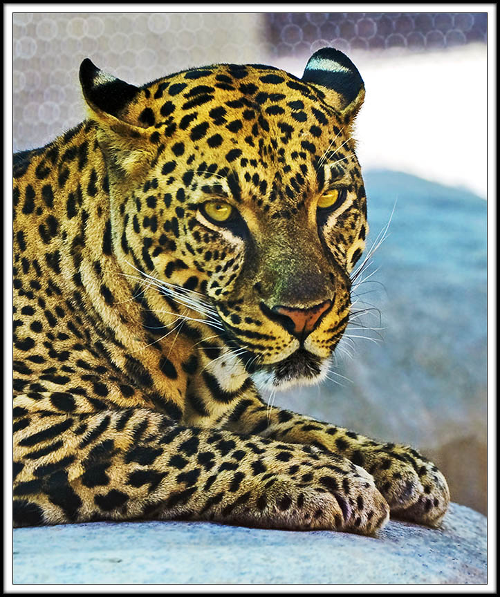 Old and Tired Kitty at the Naples Zoo