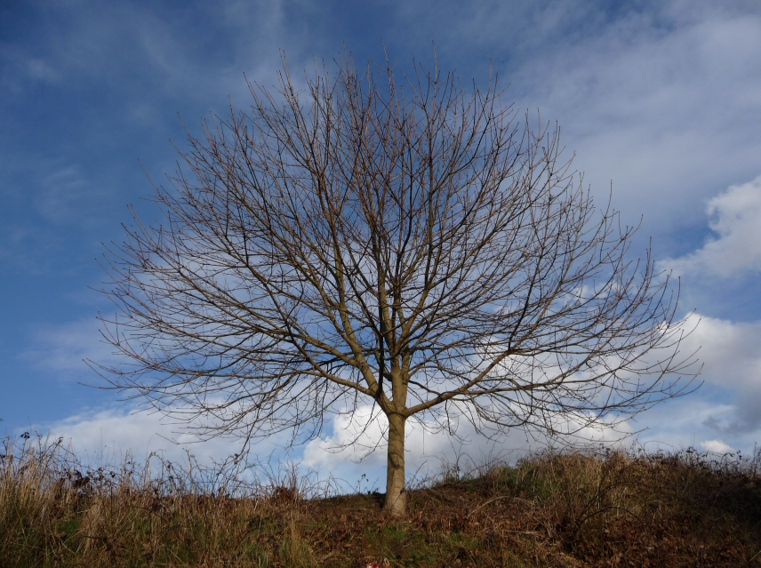 Arbre sur mon chemin du travail, particulirement bien clair en cette fin de journe.