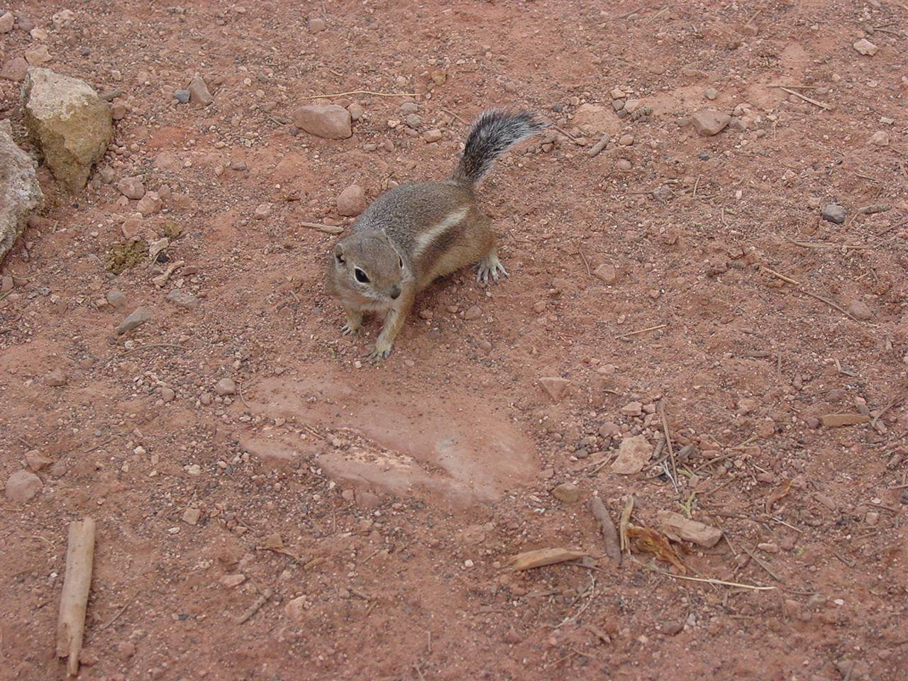 This guy was looking for a hand out from part of our lunch!!!!!