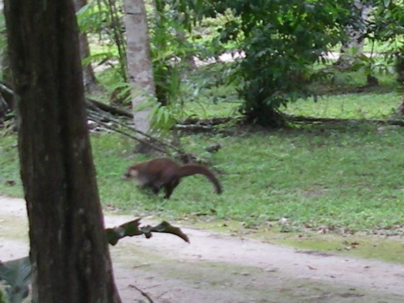 racoon like thing running awaysm.JPG