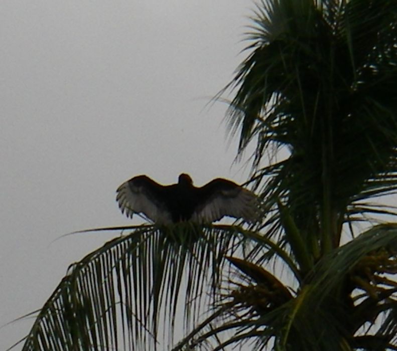 a wet vulture dring outsm.JPG