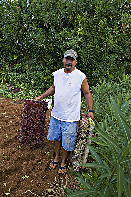 Planting lettuce2.jpg