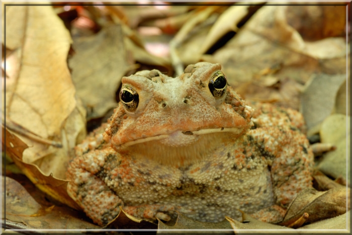 Toad38.JPG