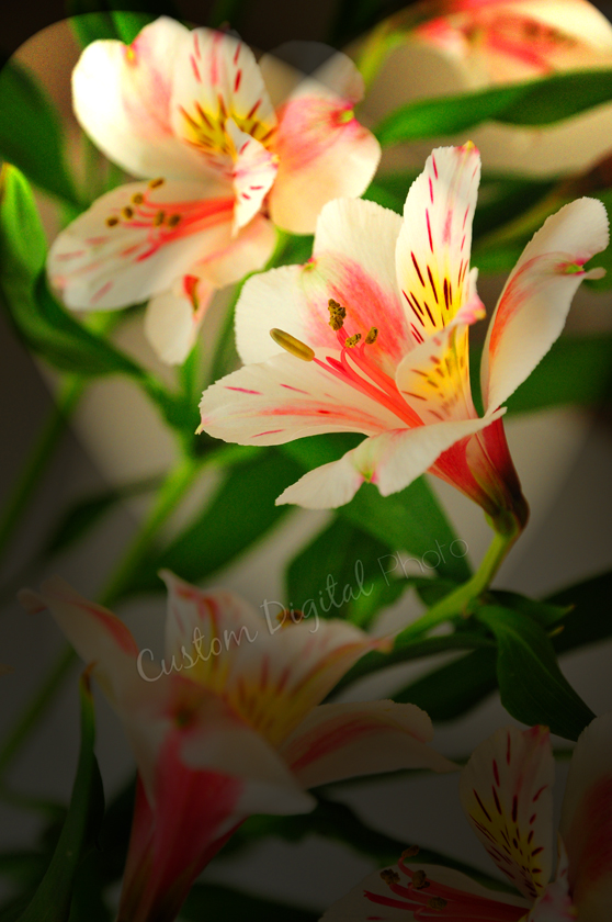 DSC_7569 Lighting on White-Pink Alstroemeria.jpg