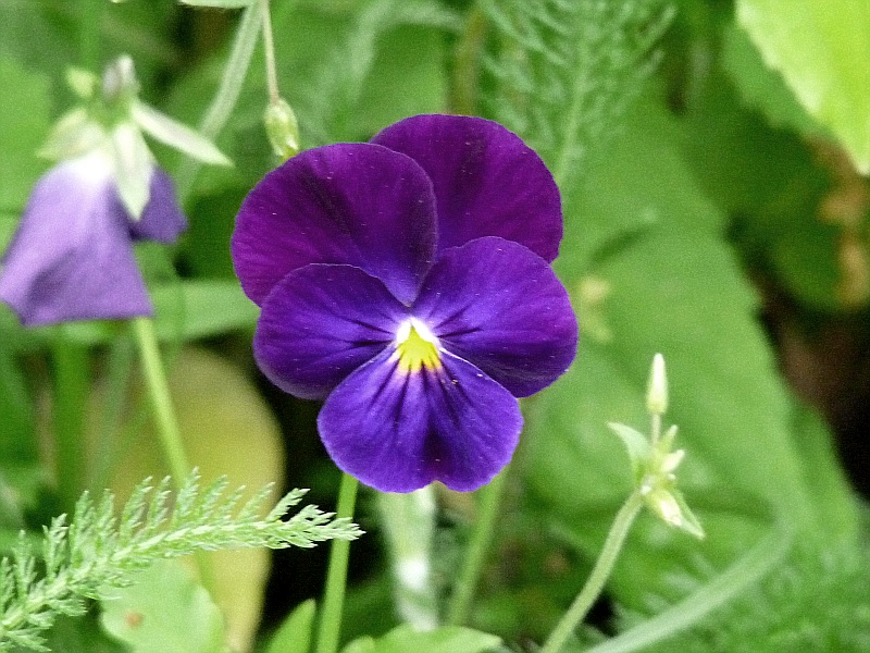 PANSY VIOLET