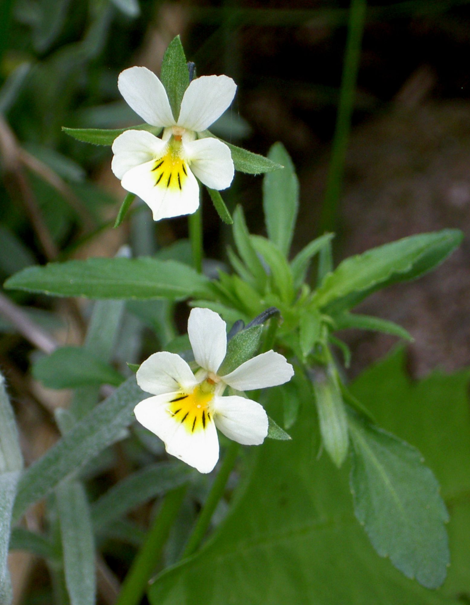 HEARTSEASE