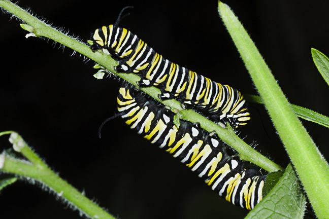 Monarch Caterpillars