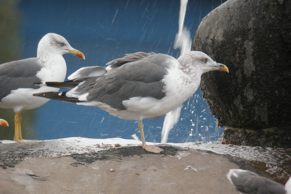 Larus fuscus - 5 November (E, C.Isl.)