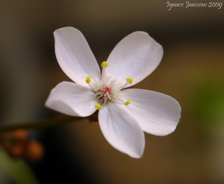 Drosera rupicola ( red form )