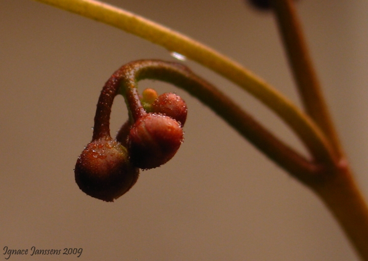 Drosera rupicola ( red form )