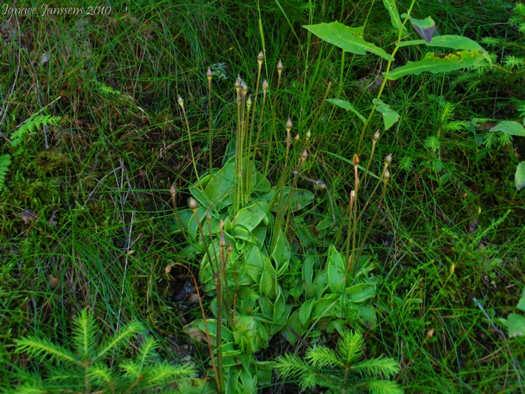 P.grandiflora ssp. rosea 1440m .Chane de Belledonne,Isre.