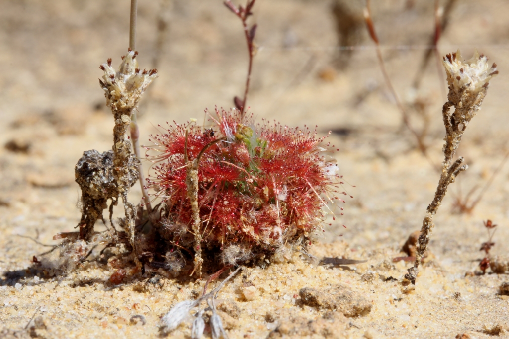 Drosera nitidula ssp. nitidula