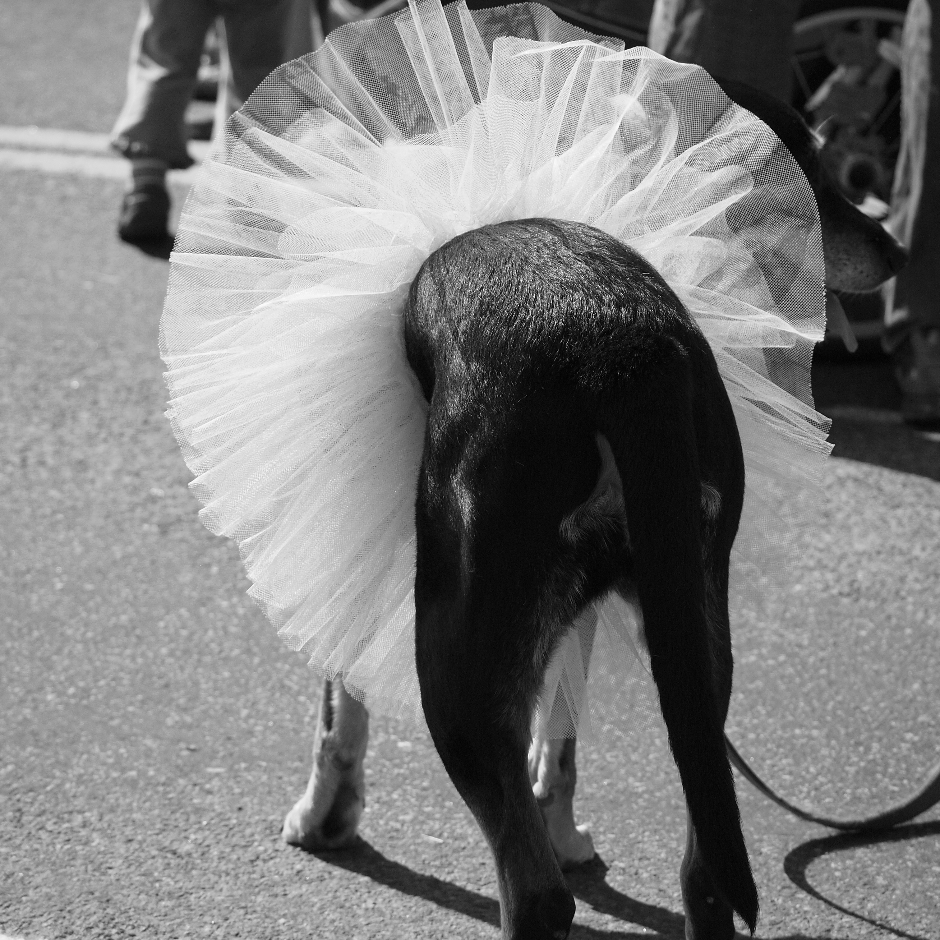 Sweet Pea Festival Parade