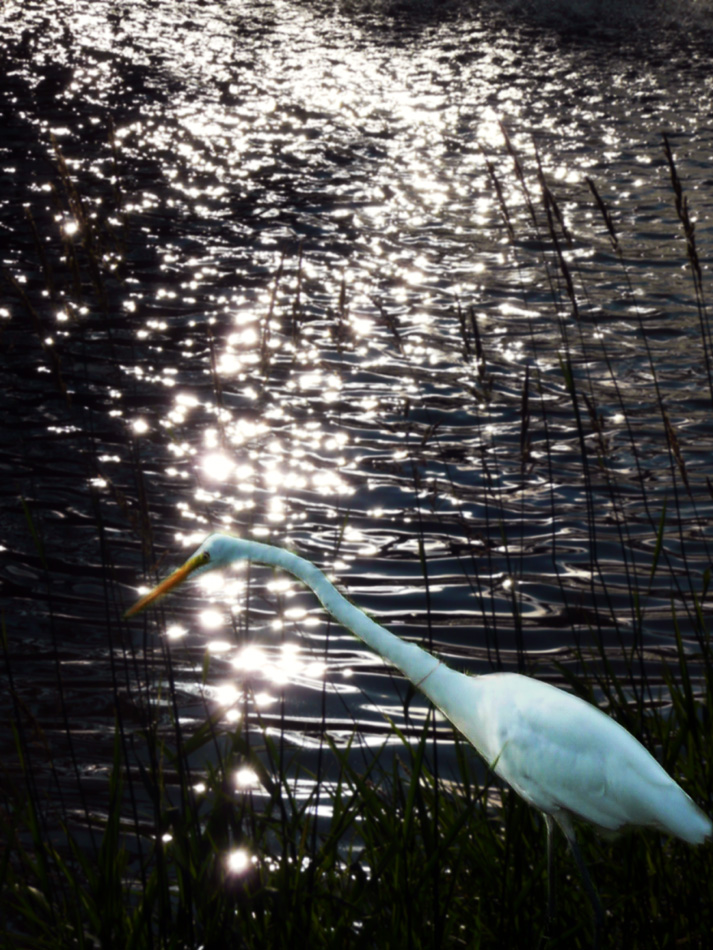 Egret And Reflections