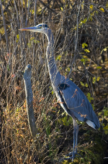 Great Blue Heron8441.jpg