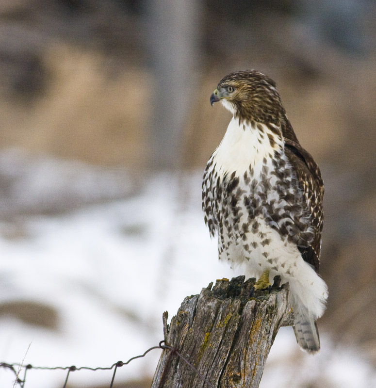Hawk 8606.jpg